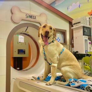 Labradora Magali em seu tratamento contra o câncer