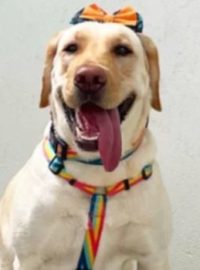 Magali: cão labrador que superou o câncer com a ajuda de pessoas no Vakinha