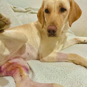 Labradora Magali em sua luta contra o câncer