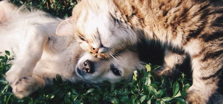 Vaquinha online para ajudar animais ONG