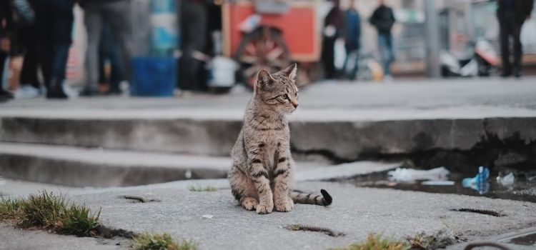 Gato de rua precisando de ajuda para sobreviver