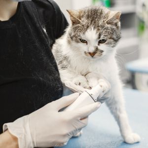 Gato abandonado recebendo os cuidados de um veterinário