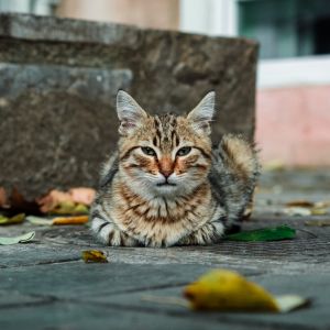 Gato abandonado deitado na rua