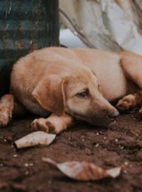 Cachorro abandonada na rua por pessoa