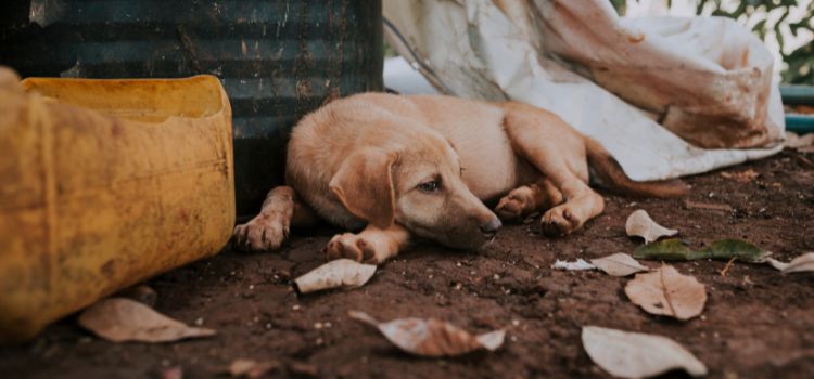 Cachorro abandonada na rua por pessoa