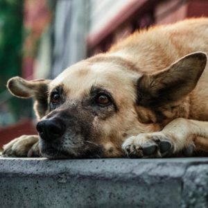 Cachorro abandonado na rua