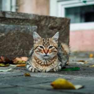 Gato abandonado na rua do Brasil