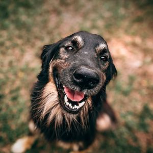 Cachorro sorrindo