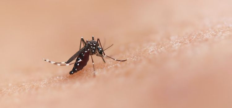 Enchentes no RS e a Dengue